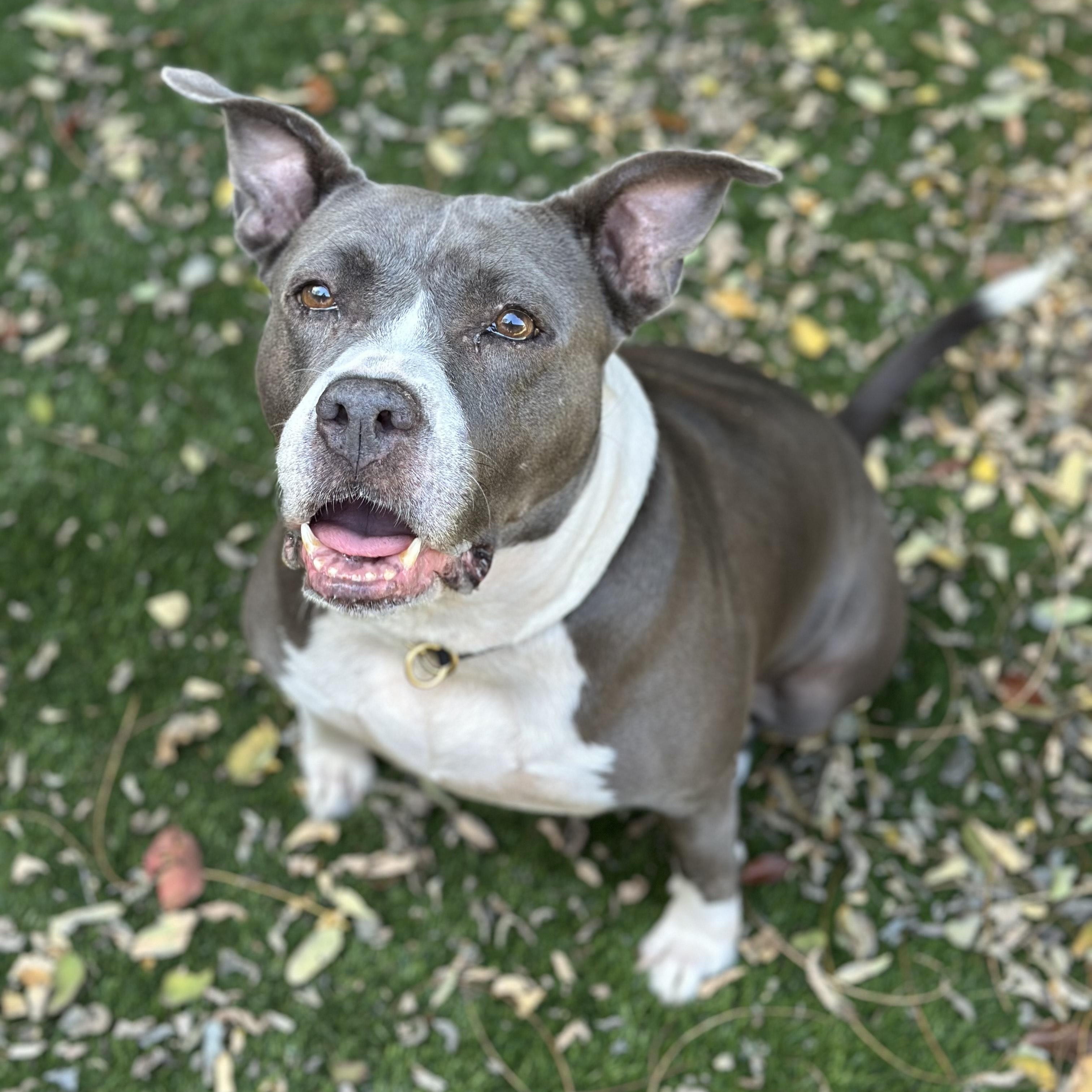 Enlarge Sibyl, a Adoptable Pit Bull Terrier in SACRAMENTO, CA image 1/5