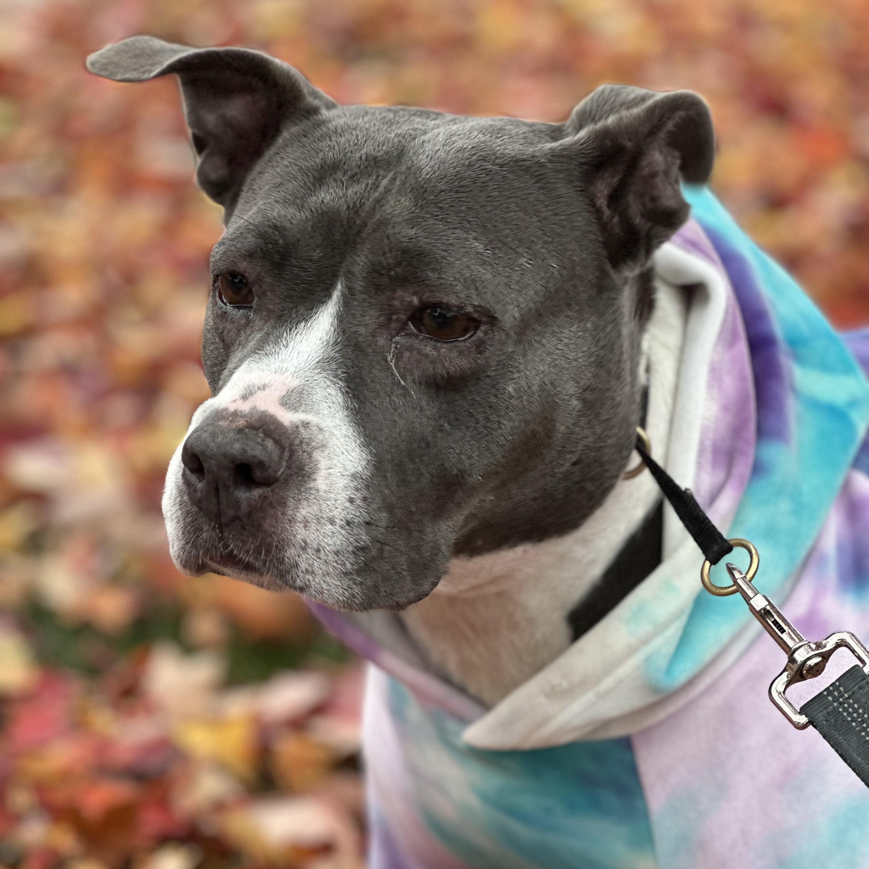Sibyl, Adoptable, Adult Female Pit Bull Terrier.