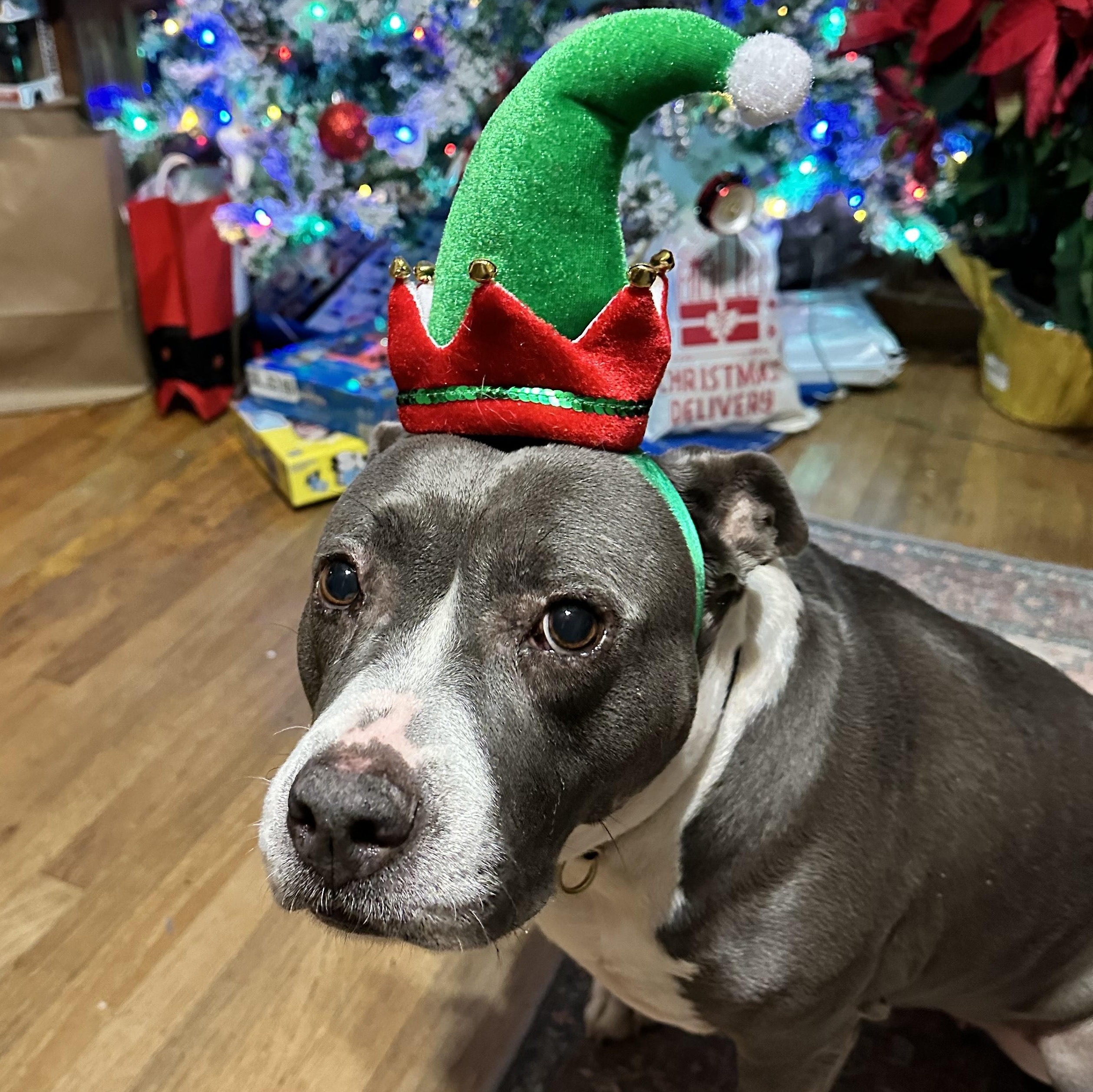 Enlarge Sibyl, a Adoptable Pit Bull Terrier in SACRAMENTO, CA image 2/5