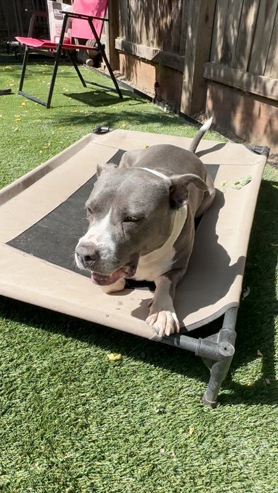 Enlarge Sibyl, a Adoptable Pit Bull Terrier in SACRAMENTO, CA video 5/5