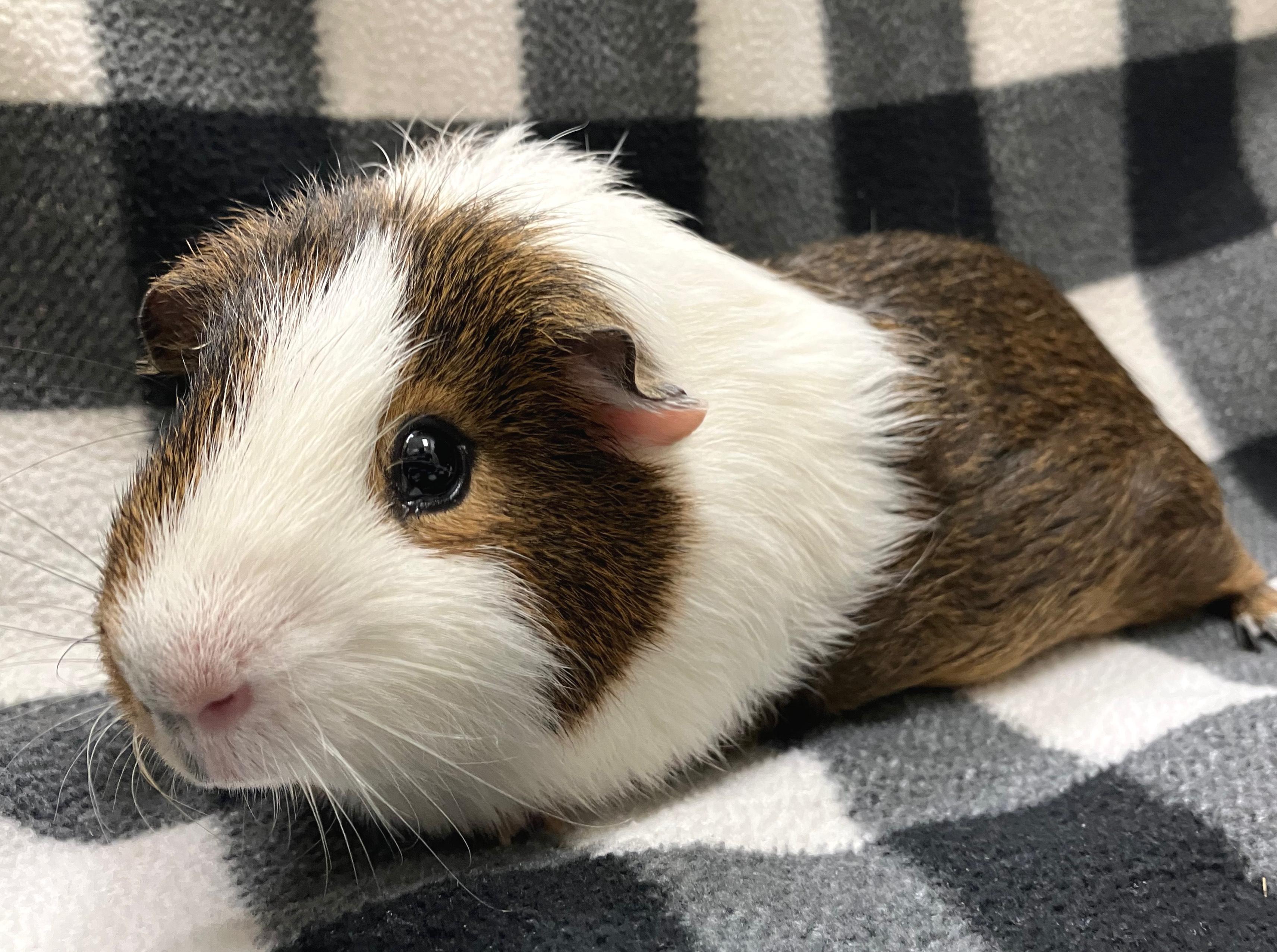Anders, Adoptable, Adult Male Guinea Pig.