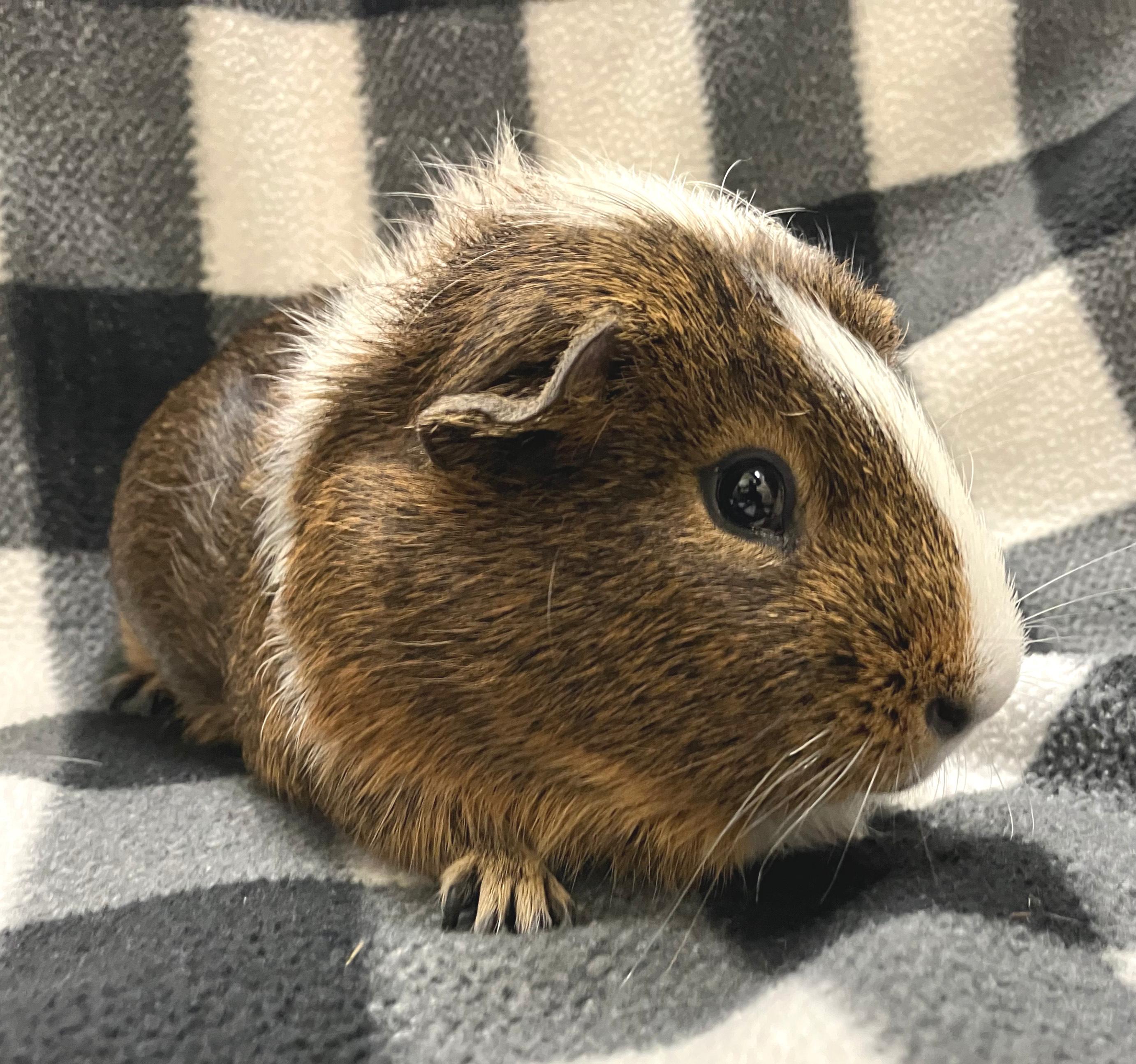 Anders, a Adoptable mixed breed in Oshkosh, WI image 2/3