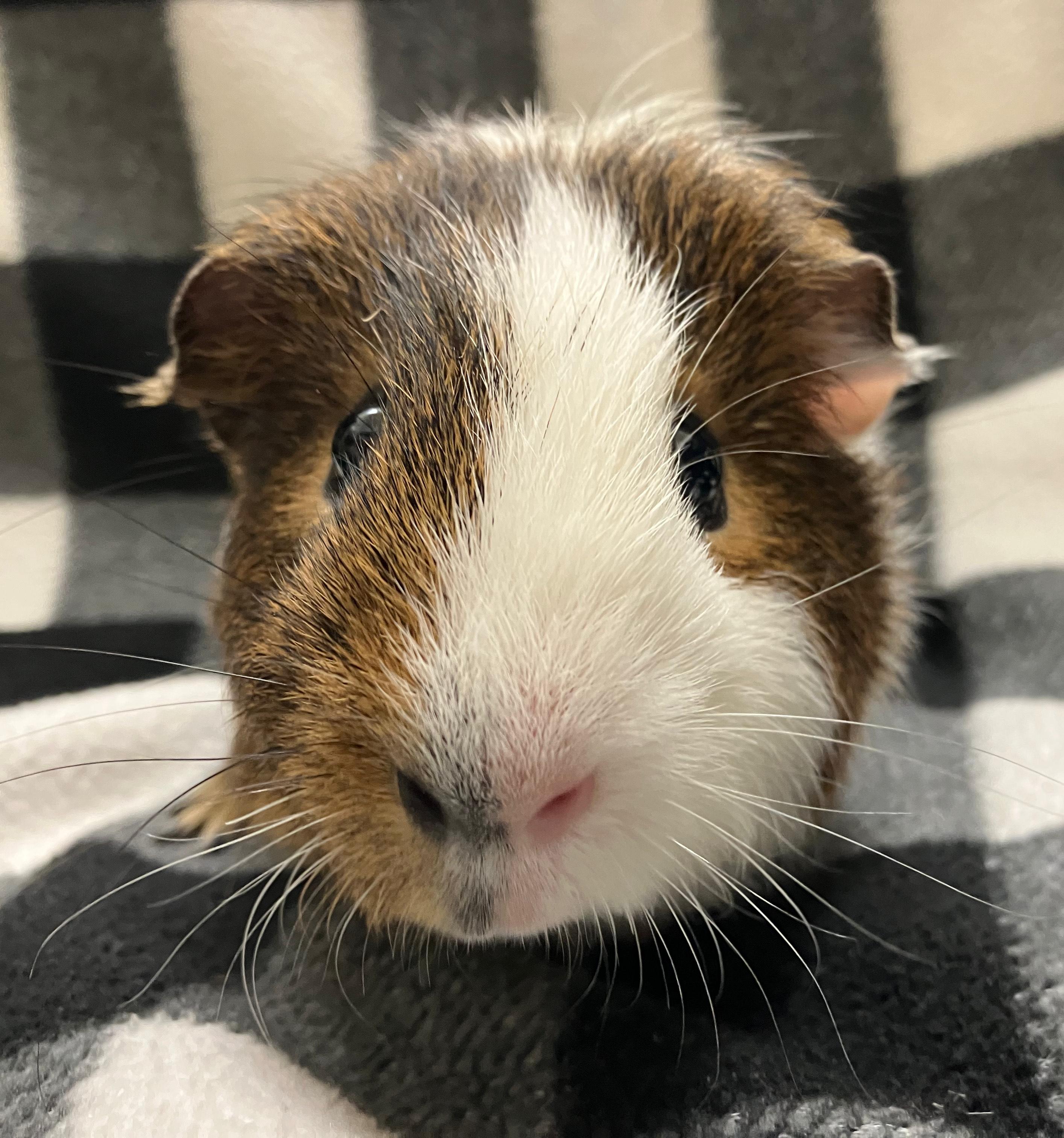 Anders, a Adoptable mixed breed in Oshkosh, WI image 3/3