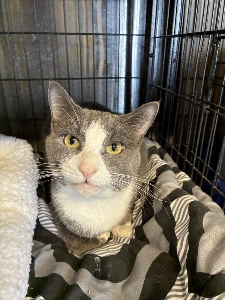 Cunning Clinton, Adoptable, Adult Male Domestic Short Hair.