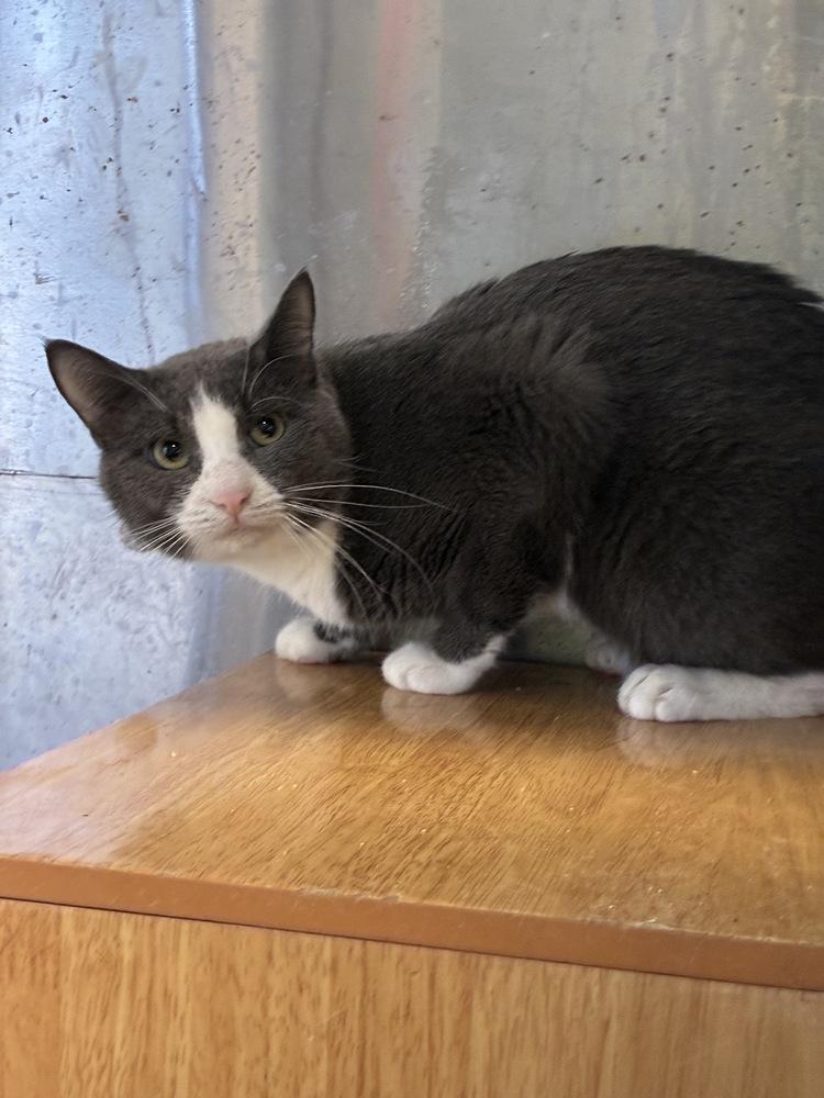 Cunning Clinton, a Adoptable Domestic Short Hair in Randolph, MA image 2/3