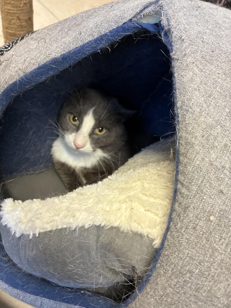 Cunning Clinton, a Adoptable Domestic Short Hair in Randolph, MA image 3/3