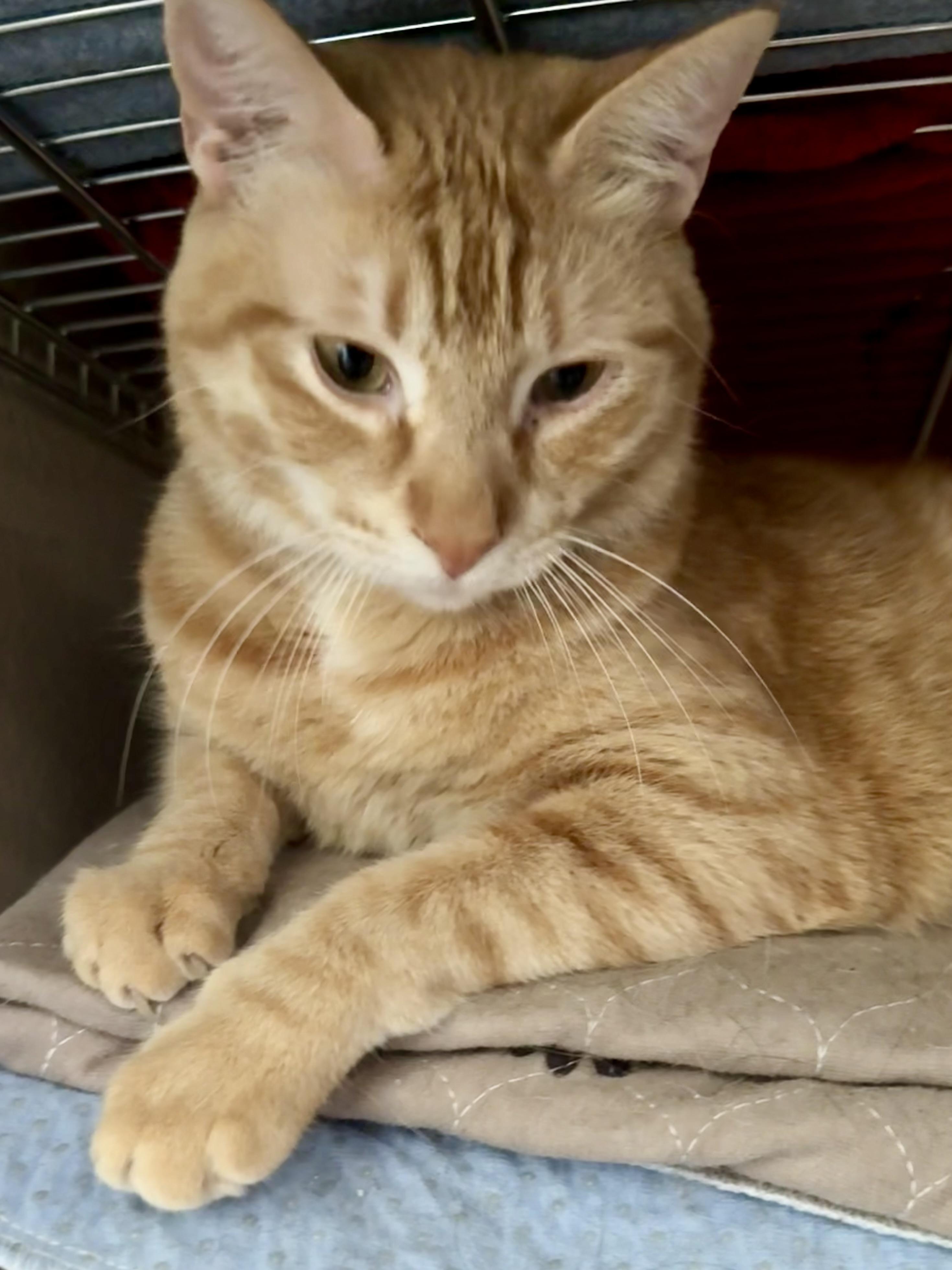 Enlarge Chester, a Adoptable Domestic Short Hair in Colorado Springs, CO image 3/4