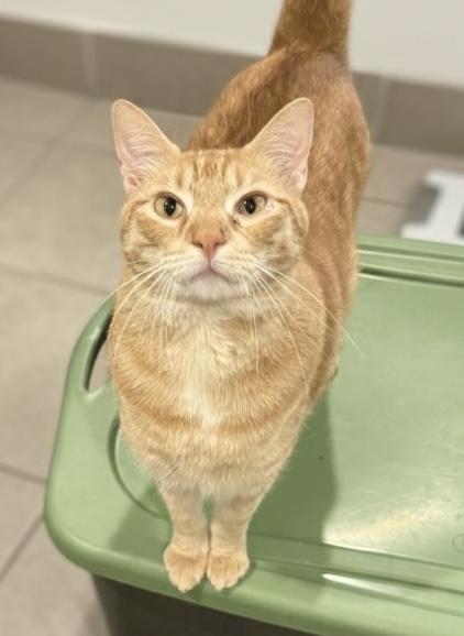 Chester, Adoptable, Adult Male Domestic Short Hair.