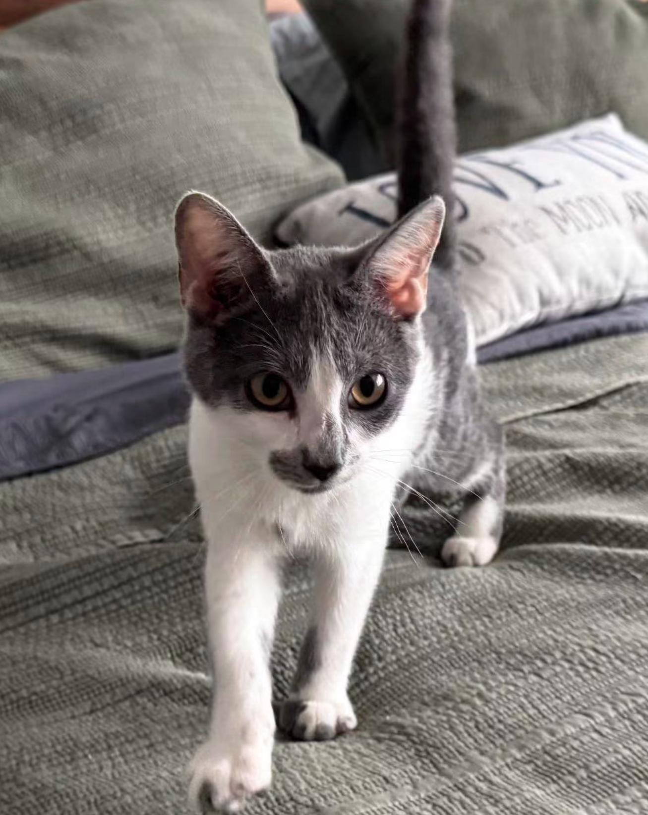 Enlarge Chaps, a Adopted Domestic Short Hair in Galloway, NJ image 1/6