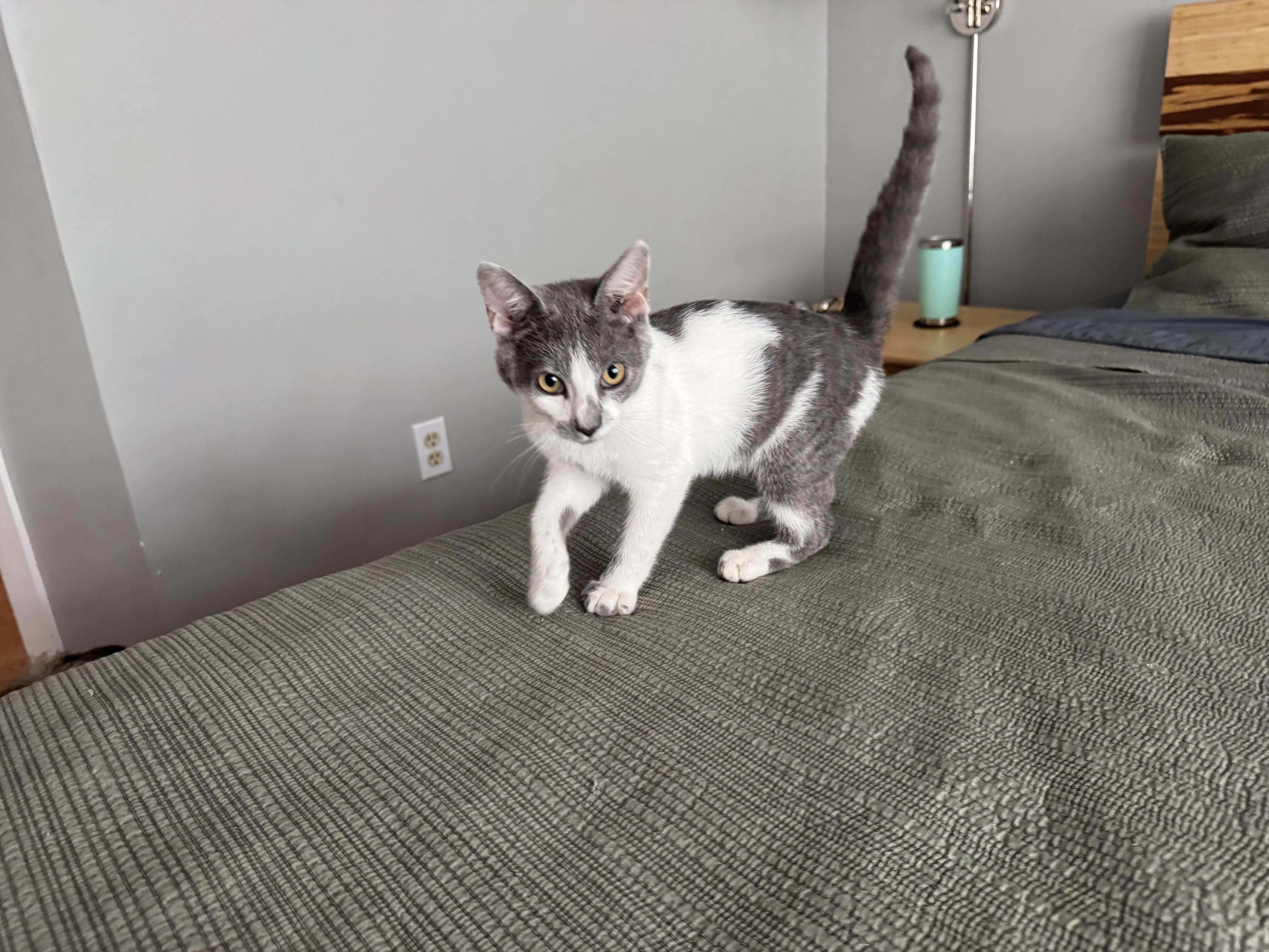 Enlarge Chaps, a Adopted Domestic Short Hair in Galloway, NJ image 3/6