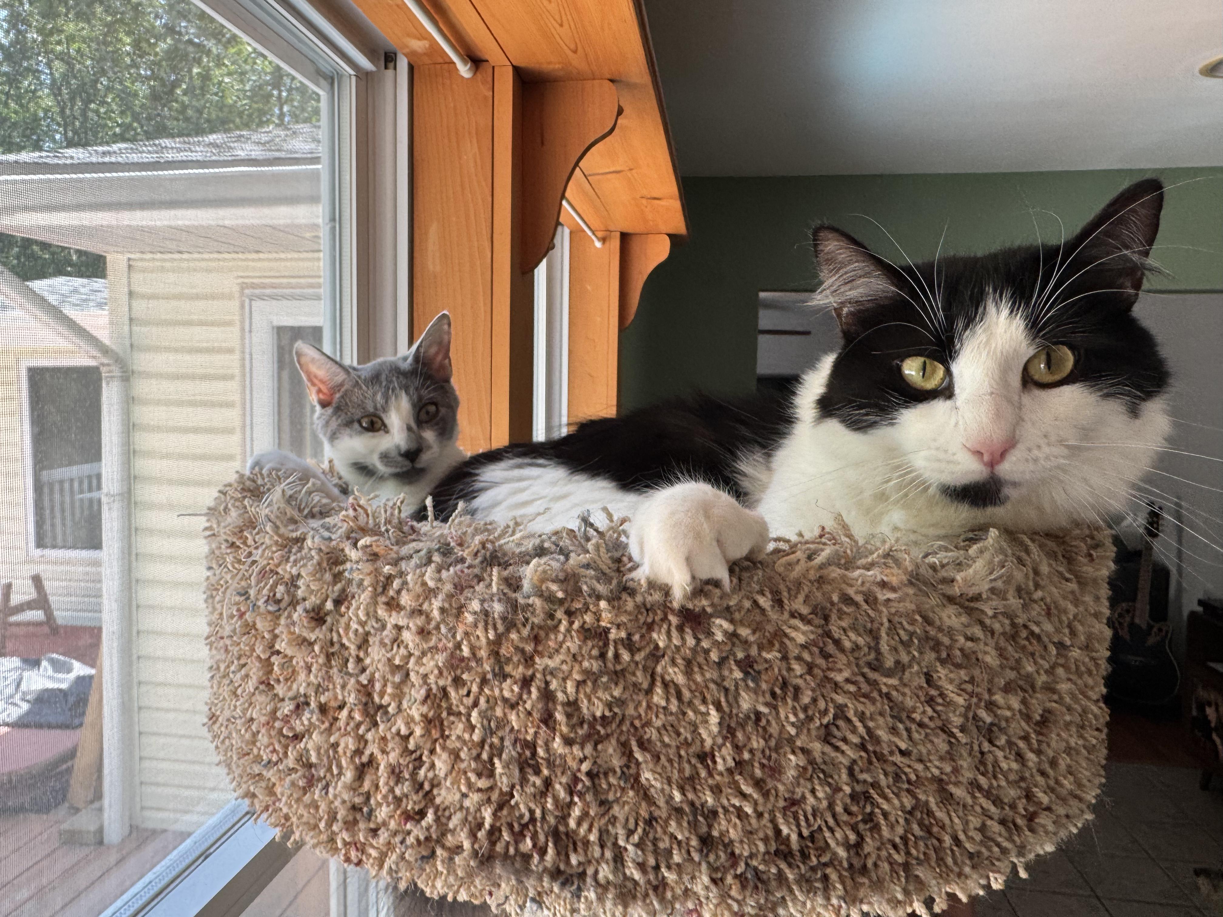 Enlarge Chaps, a Adopted Domestic Short Hair in Galloway, NJ image 4/6