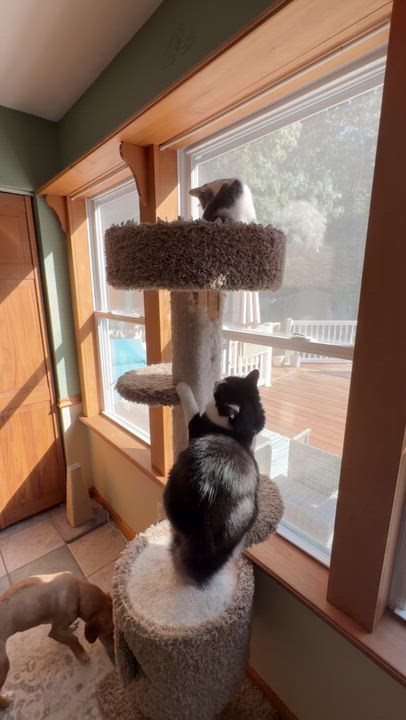Enlarge Chaps, a Adopted Domestic Short Hair in Galloway, NJ video 5/6