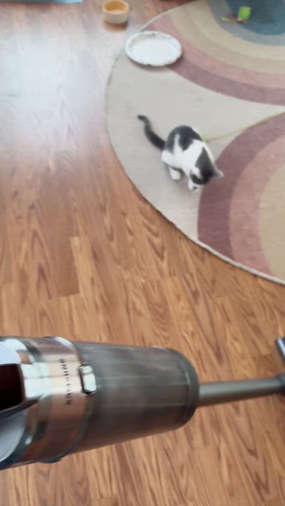 Enlarge Chaps, a Adopted Domestic Short Hair in Galloway, NJ video 2/6