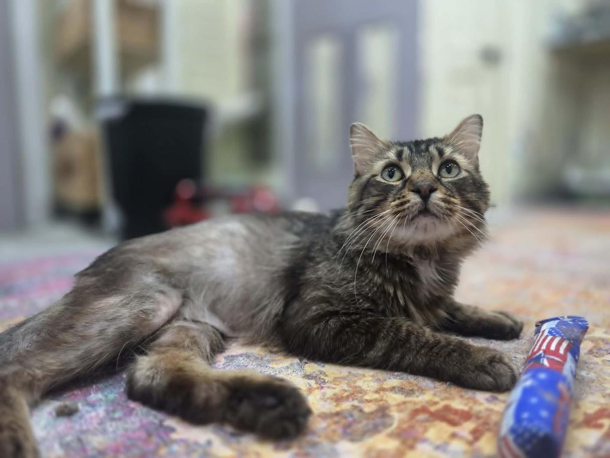 Pancake- CT RESIDENTS ONLY, a ADOPTABLE Domestic Long Hair in Norwich, CT image 3/5