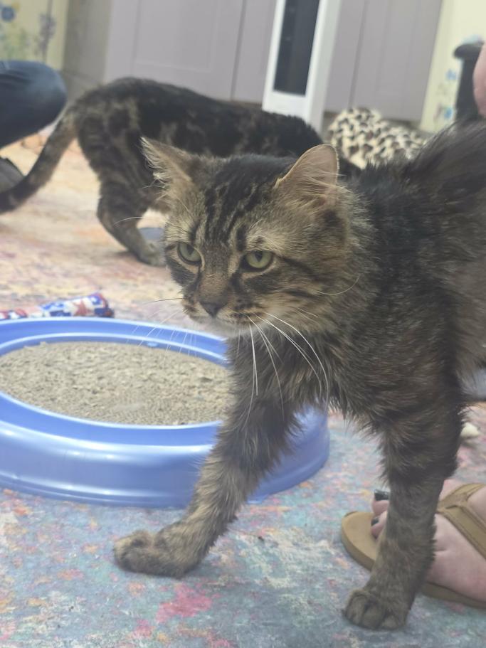 Pancake- CT RESIDENTS ONLY, a ADOPTABLE Domestic Long Hair in Norwich, CT image 4/5