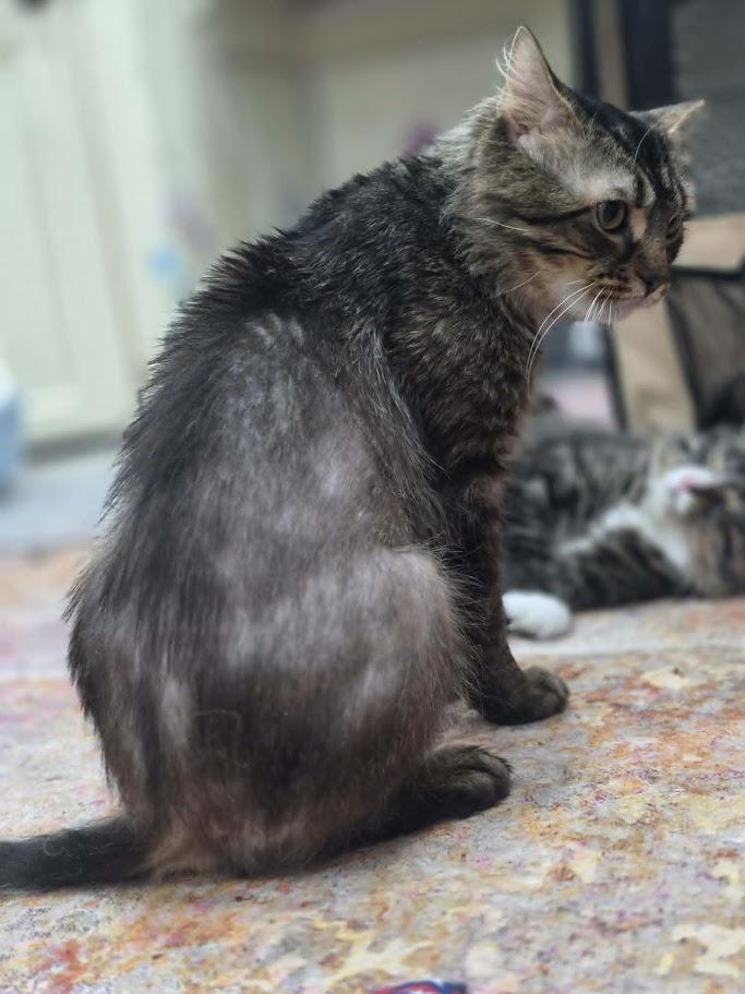 Pancake- CT RESIDENTS ONLY, a ADOPTABLE Domestic Long Hair in Norwich, CT image 5/5