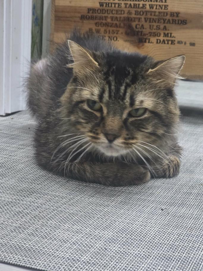 Pancake- CT RESIDENTS ONLY, a ADOPTABLE Domestic Long Hair in Norwich, CT image 1/5