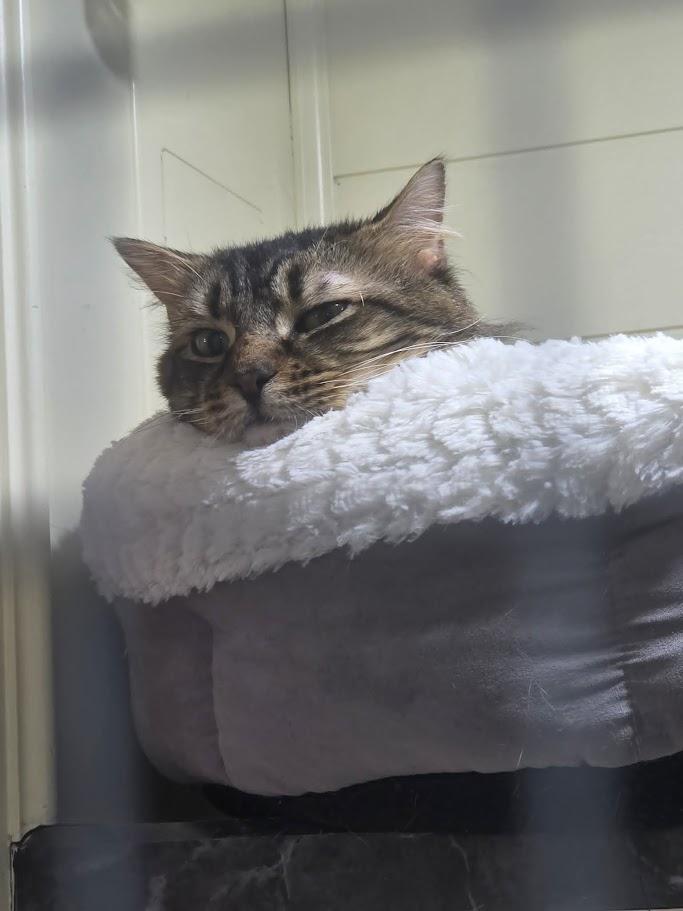Pancake- CT RESIDENTS ONLY, a ADOPTABLE Domestic Long Hair in Norwich, CT image 2/5