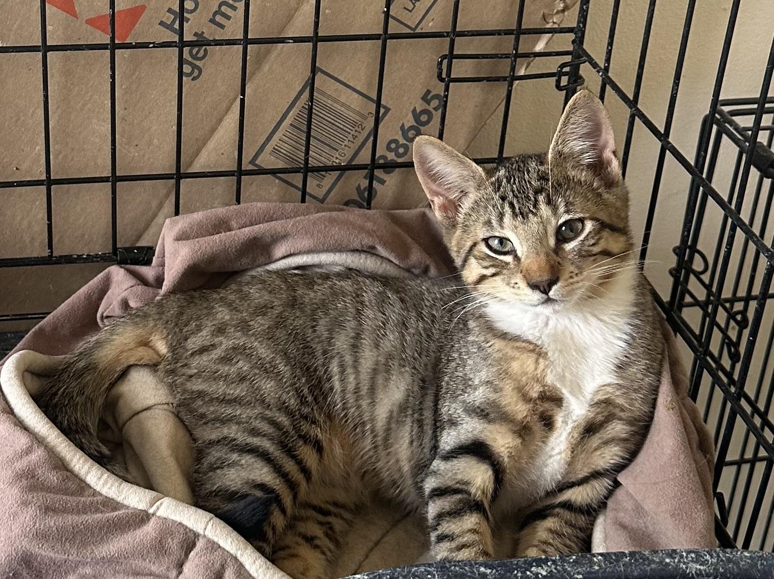 Enlarge Stratus, a ADOPTABLE Domestic Short Hair in Sunnyside, WA image 1/3