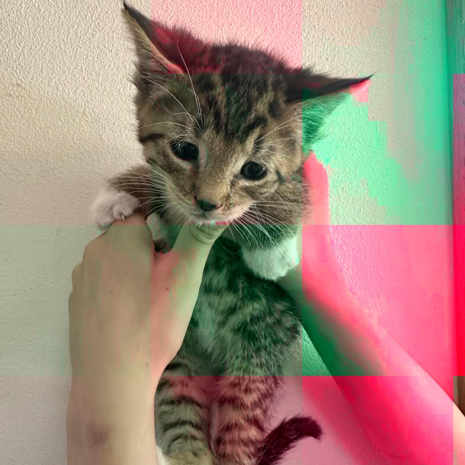Stratus, a ADOPTABLE Domestic Short Hair in Sunnyside, WA image 2/2
