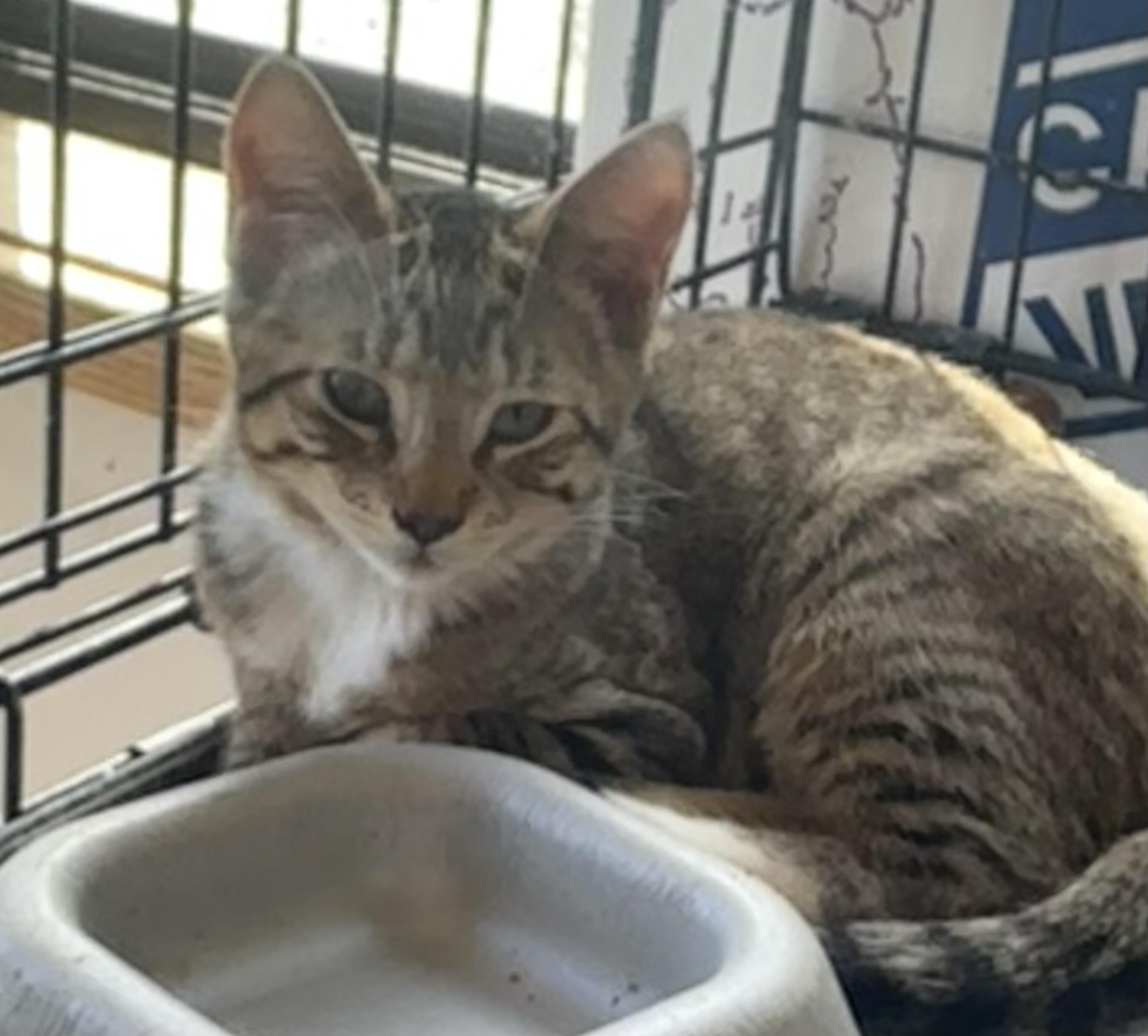 Enlarge Stratus, a ADOPTABLE Domestic Short Hair in Sunnyside, WA image 3/3
