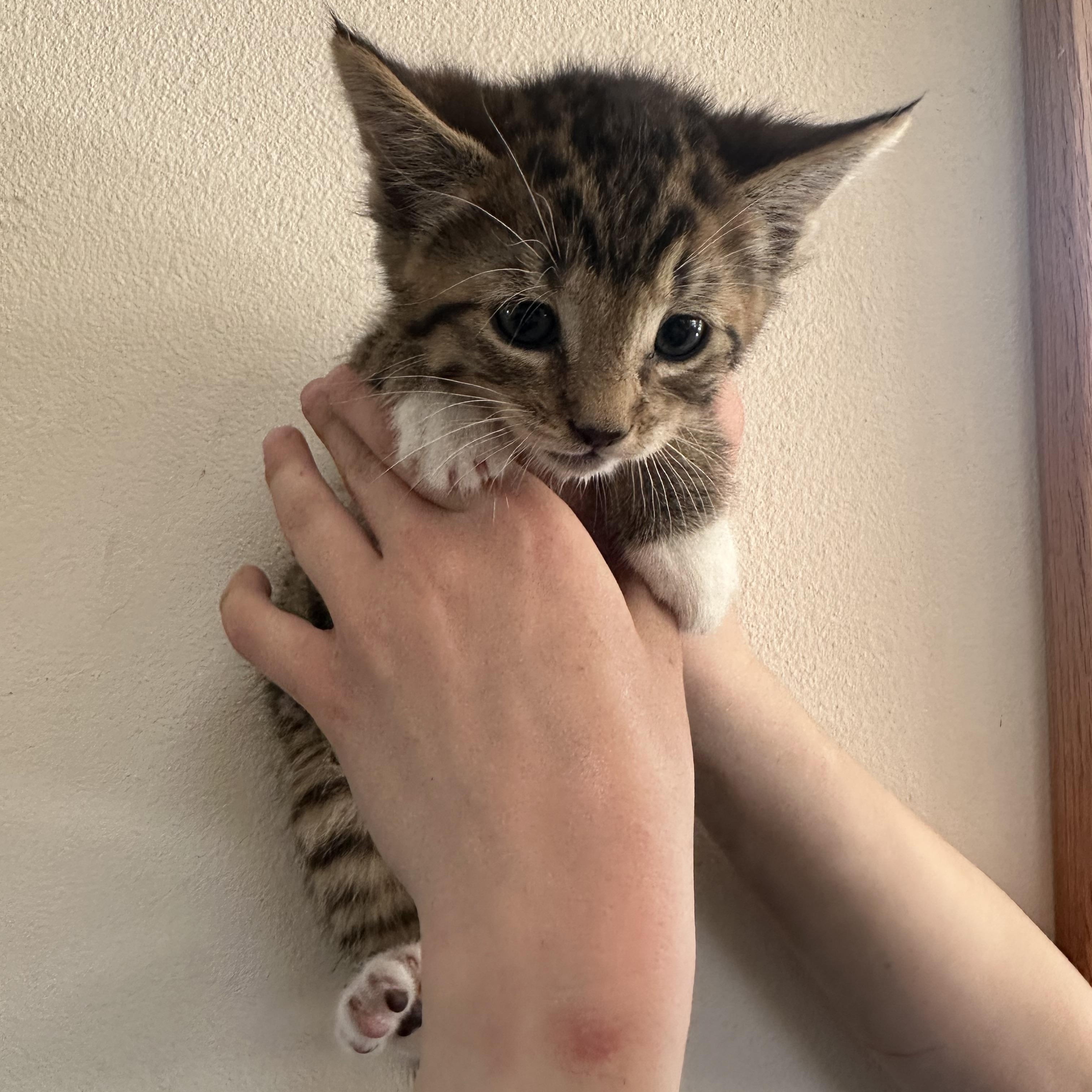Stratus, a ADOPTABLE Domestic Short Hair in Sunnyside, WA image 1/2