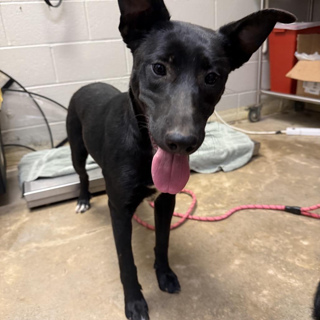 Melanie, adopted, Young Female Shepherd.