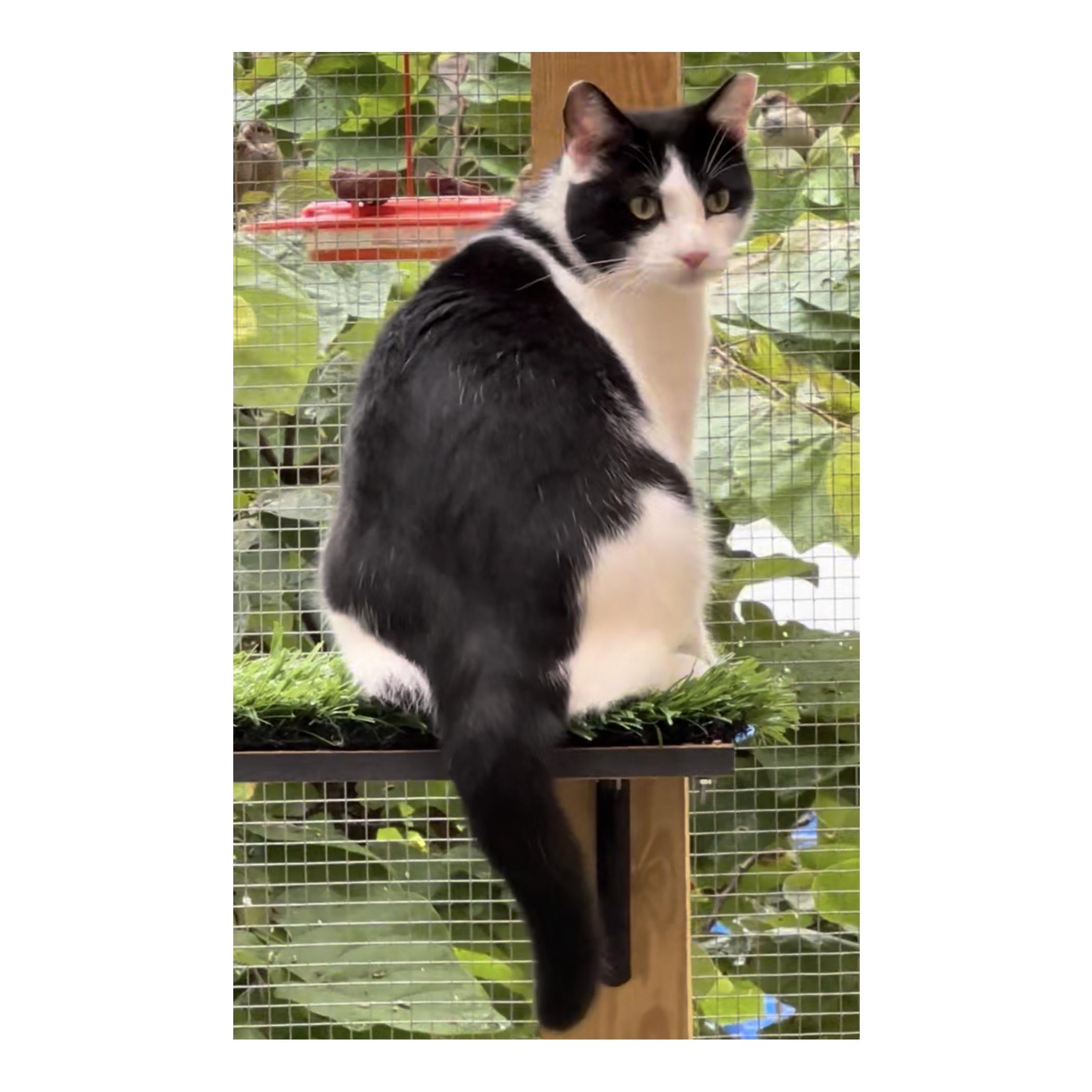 Enlarge Orca, a Adoptable Domestic Short Hair in Frederick, MD image 2/4