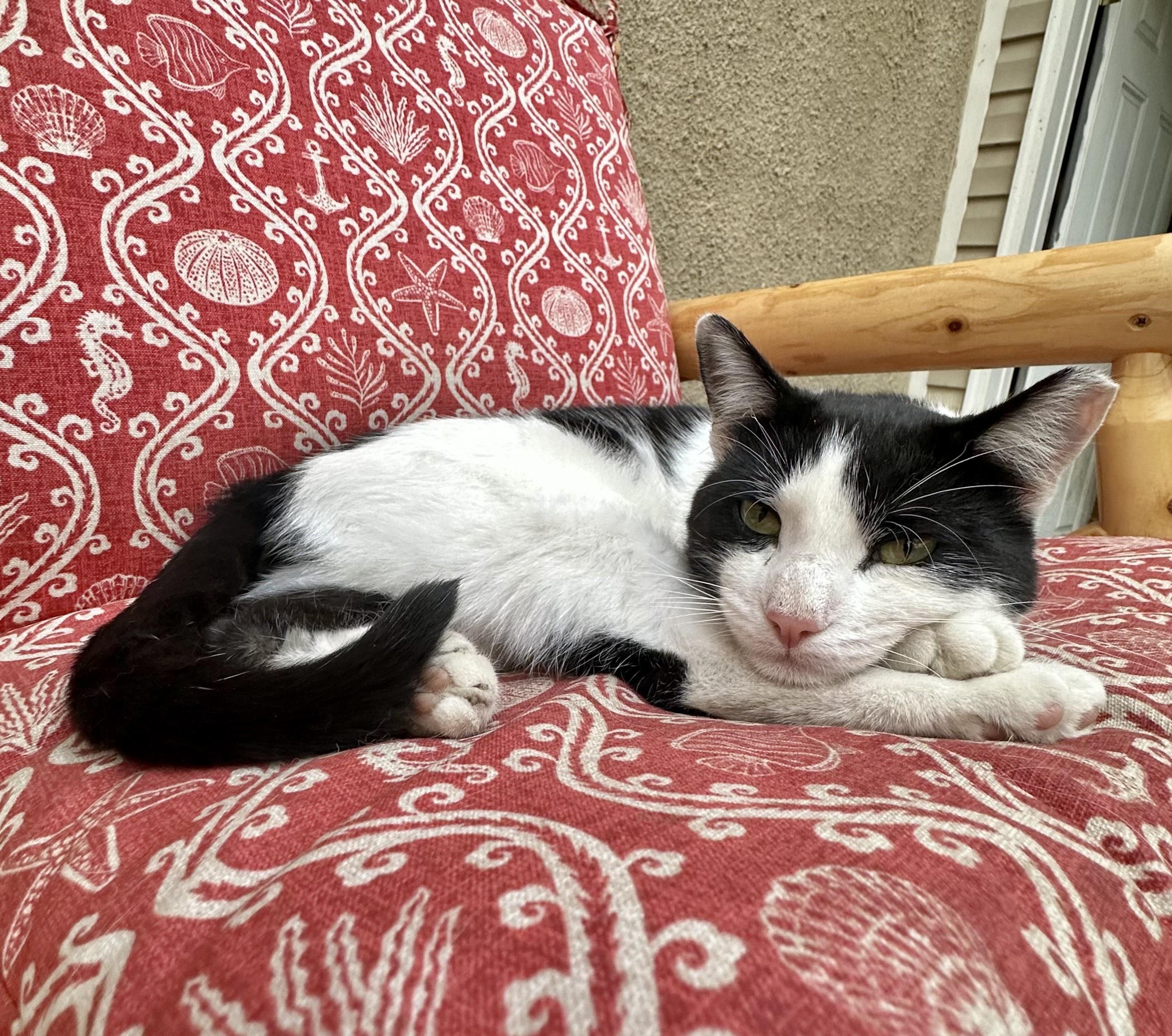 Enlarge Orca, a Adoptable Domestic Short Hair in Frederick, MD image 4/4