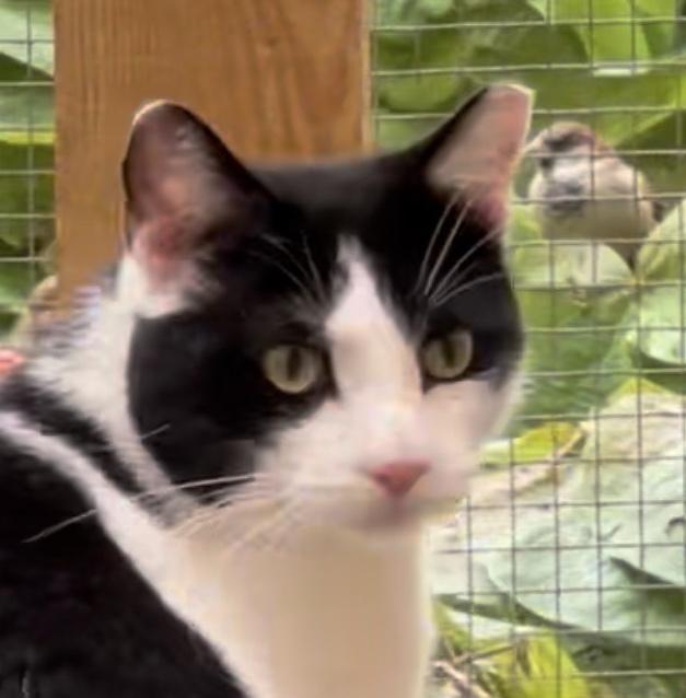 Orca, Adoptable, Young Male Domestic Short Hair.