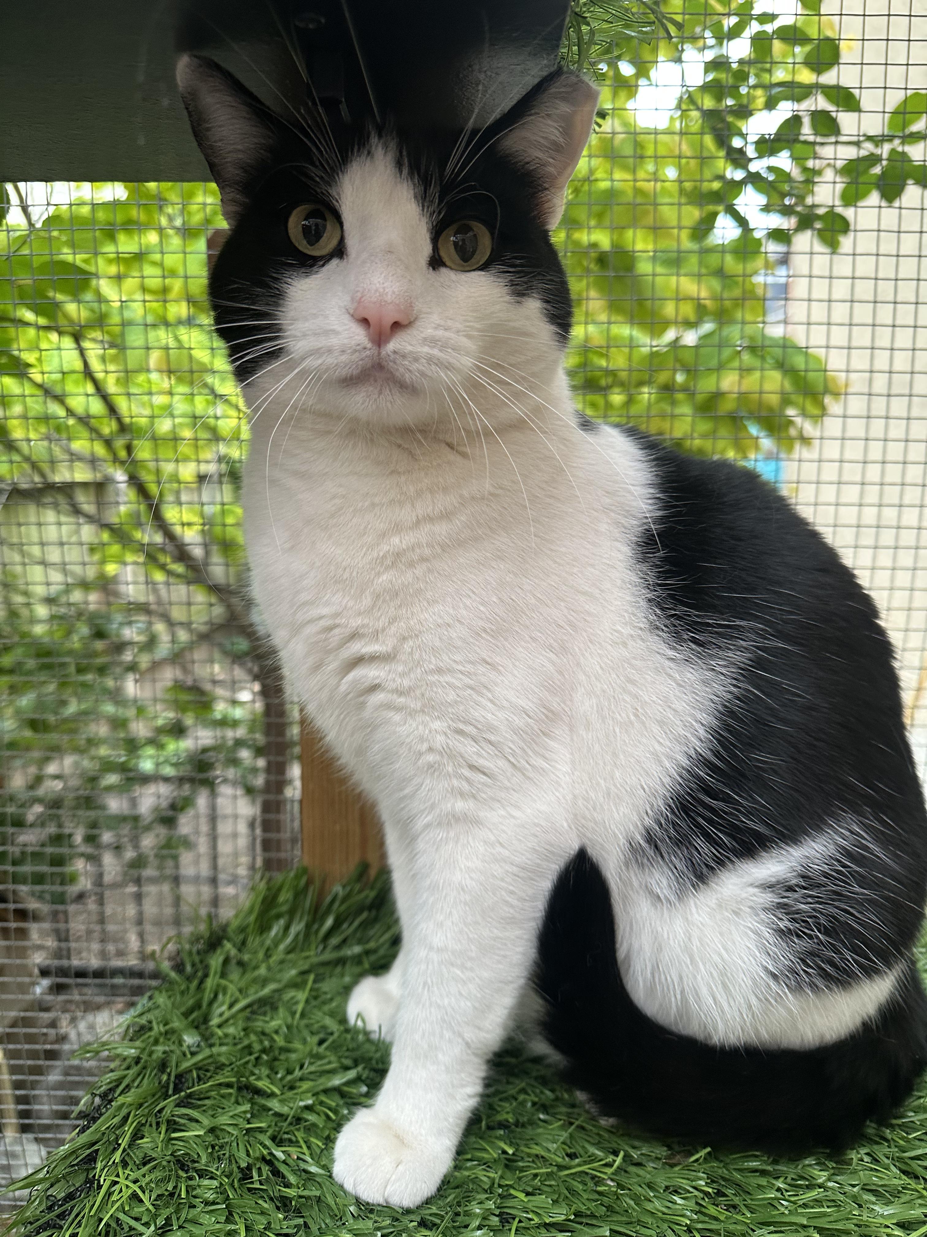 Enlarge Orca, a Adoptable Domestic Short Hair in Frederick, MD image 2/6