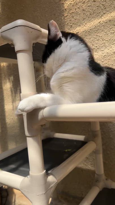 Enlarge Orca, a Adoptable Domestic Short Hair in Frederick, MD video 3/6