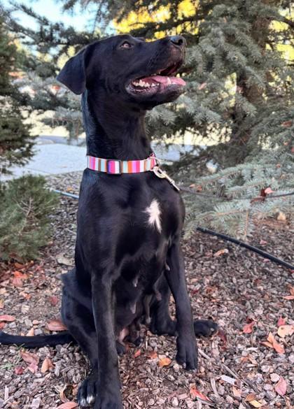 Juliet, Adoptable, Young Female Labrador Retriever & Mixed Breed.