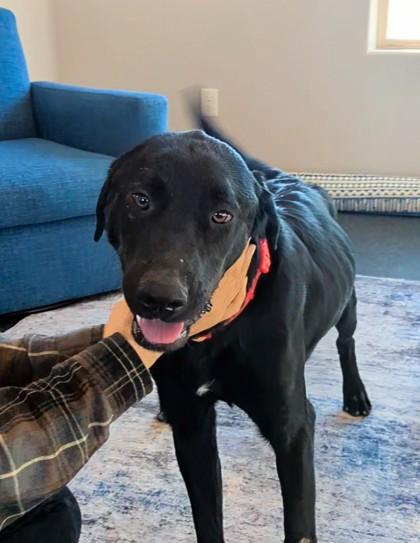 Juliet, Adoptable, Young Female Labrador Retriever & Mixed Breed.