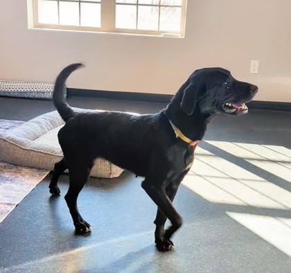 Juliet, a Adoptable mixed breed in Portola, CA image 2/2