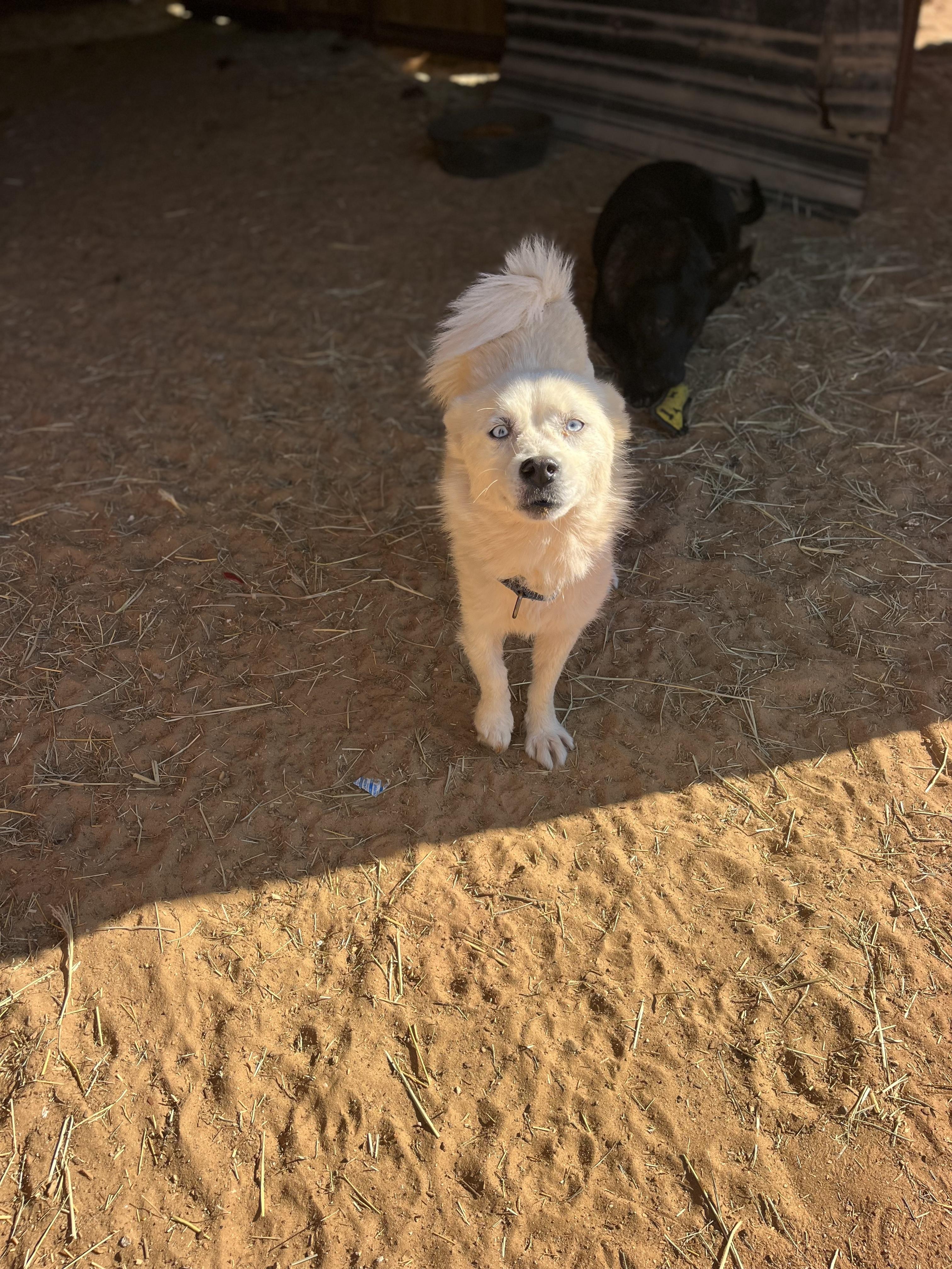Jewel, Adopted, Young Female Pomsky.