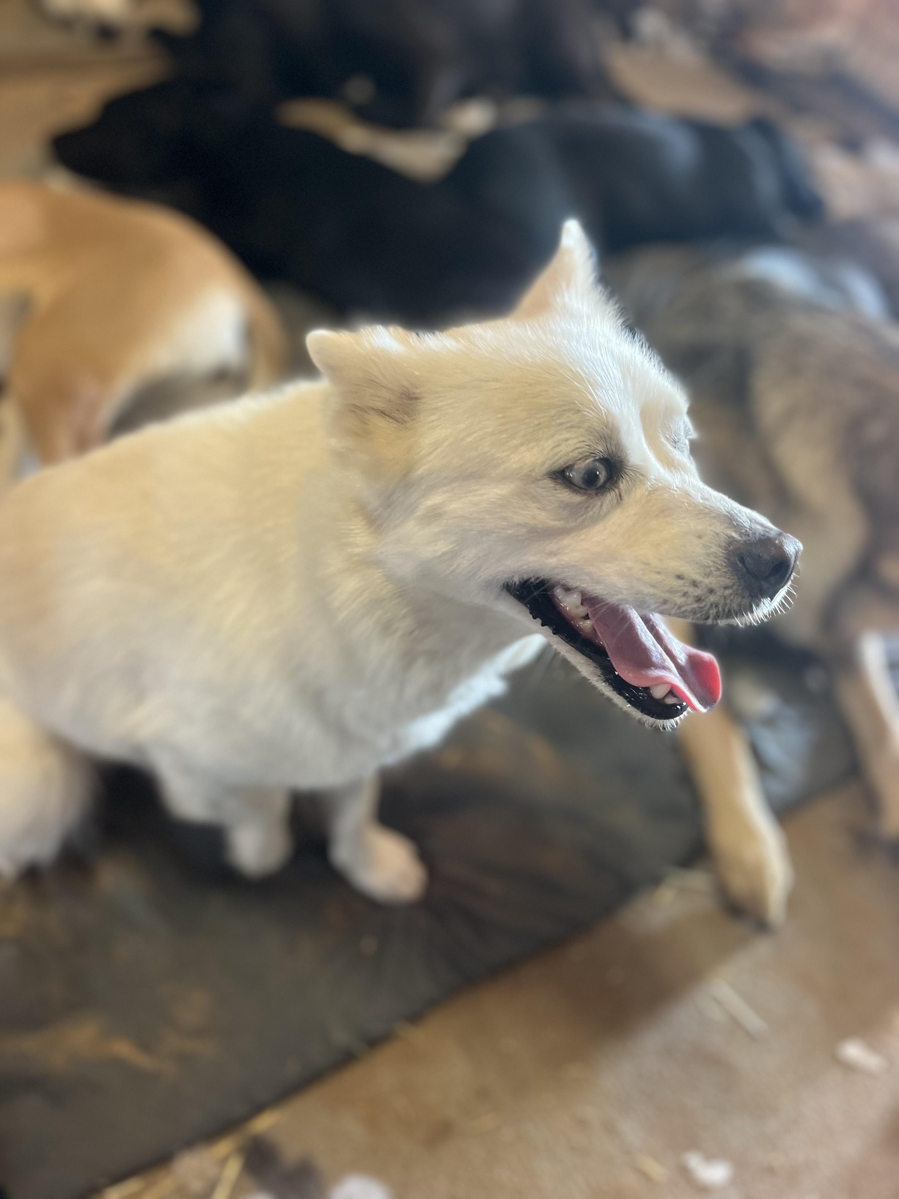 Jewel, a Adopted Pomsky in Paradise, TX image 5/5