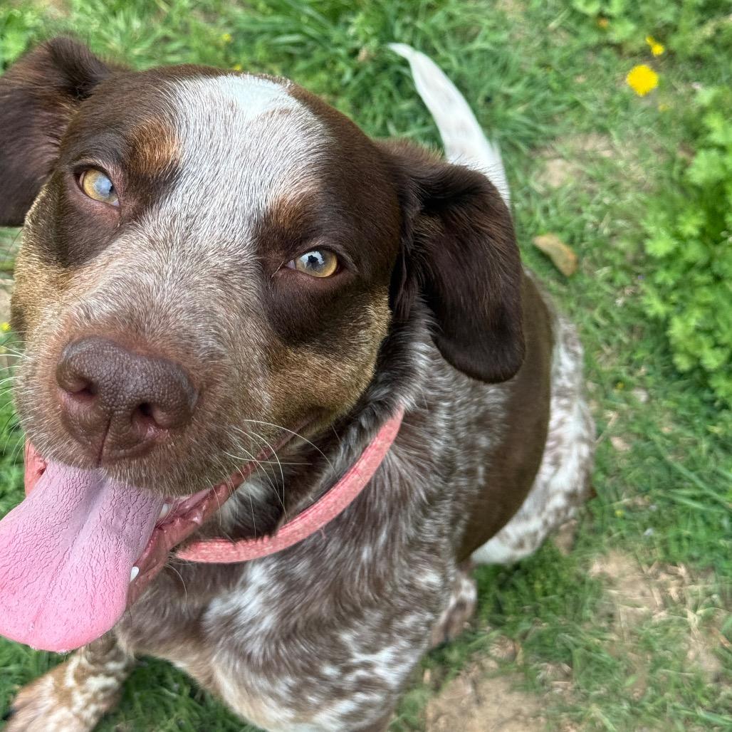 Olive, Adoptable, Young Female German Shorthaired Pointer.