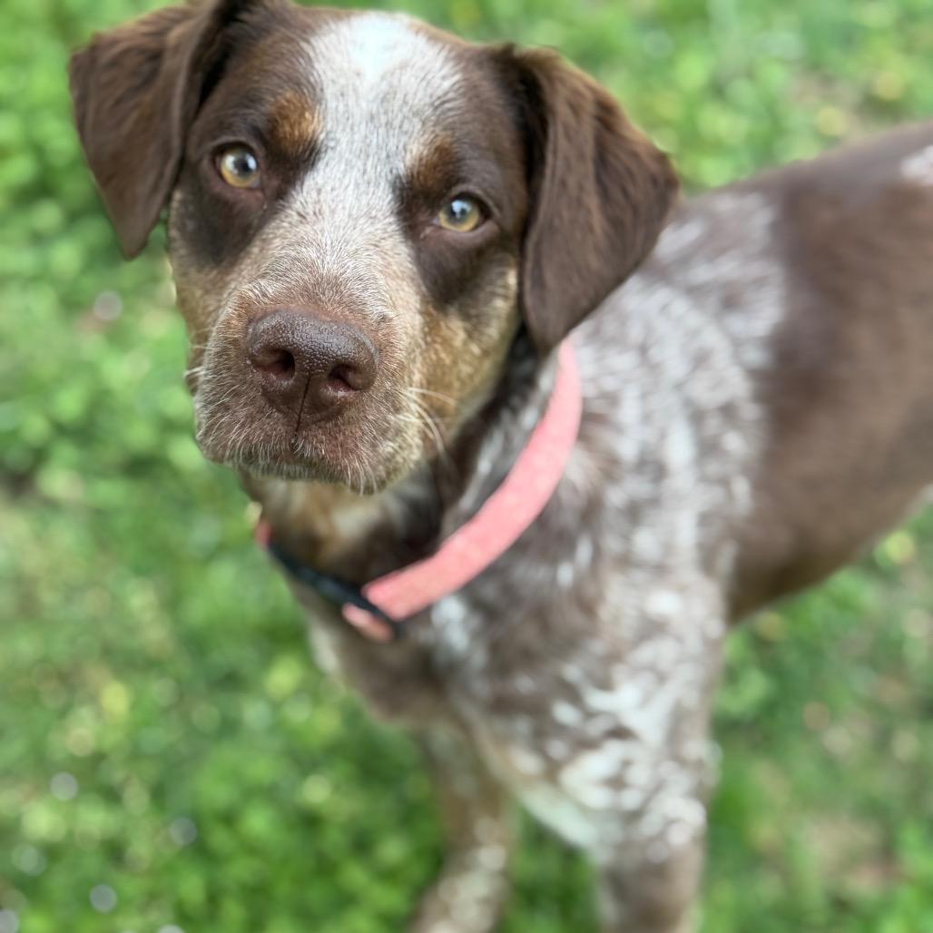 Enlarge Olive, a Adoptable German Shorthaired Pointer in Collinsville , OK image 2/5