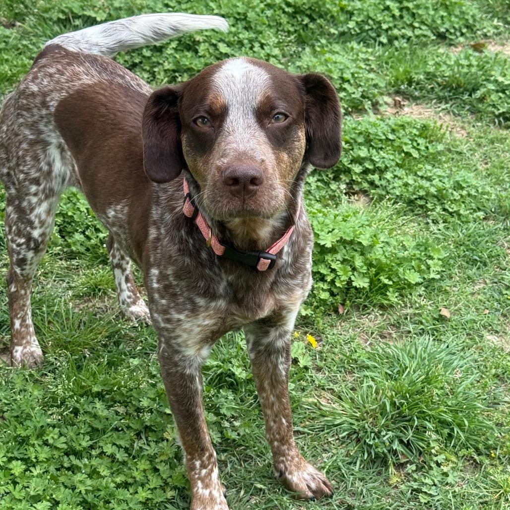 Enlarge Olive, a Adoptable German Shorthaired Pointer in Collinsville , OK image 4/5