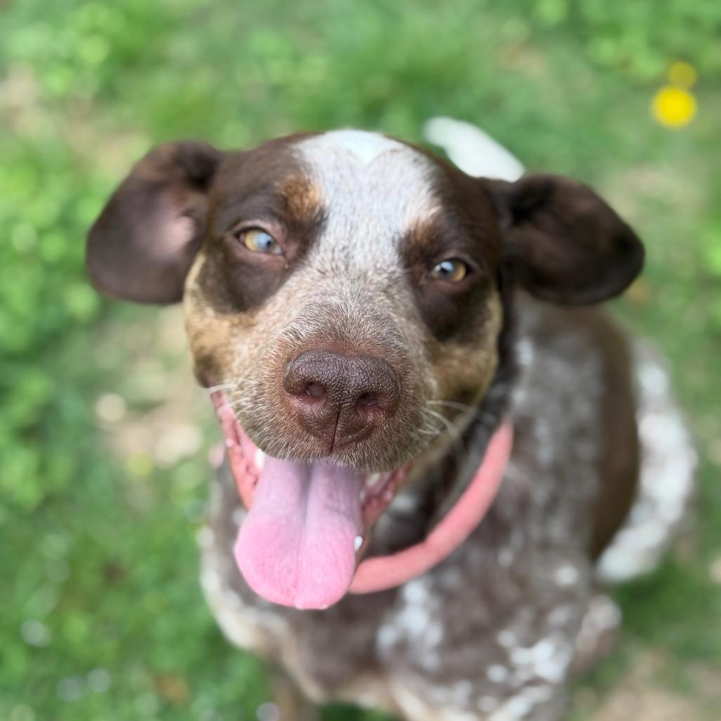 Enlarge Olive, a Adoptable German Shorthaired Pointer in Collinsville , OK image 5/5
