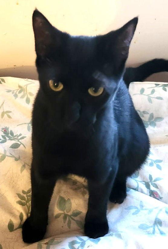 Enlarge Cameo R, a Adopted Domestic Short Hair in Trenton, NJ image 1/3