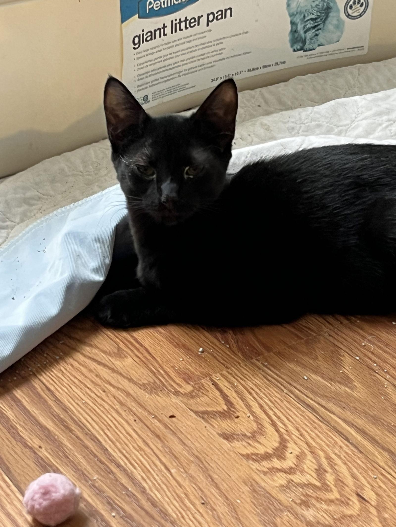 Enlarge Cameo R, a Adopted Domestic Short Hair in Trenton, NJ image 2/3