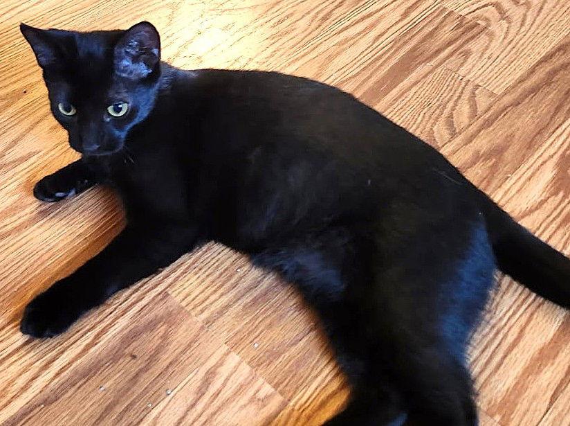 Enlarge Cameo R, a Adopted Domestic Short Hair in Trenton, NJ image 3/3