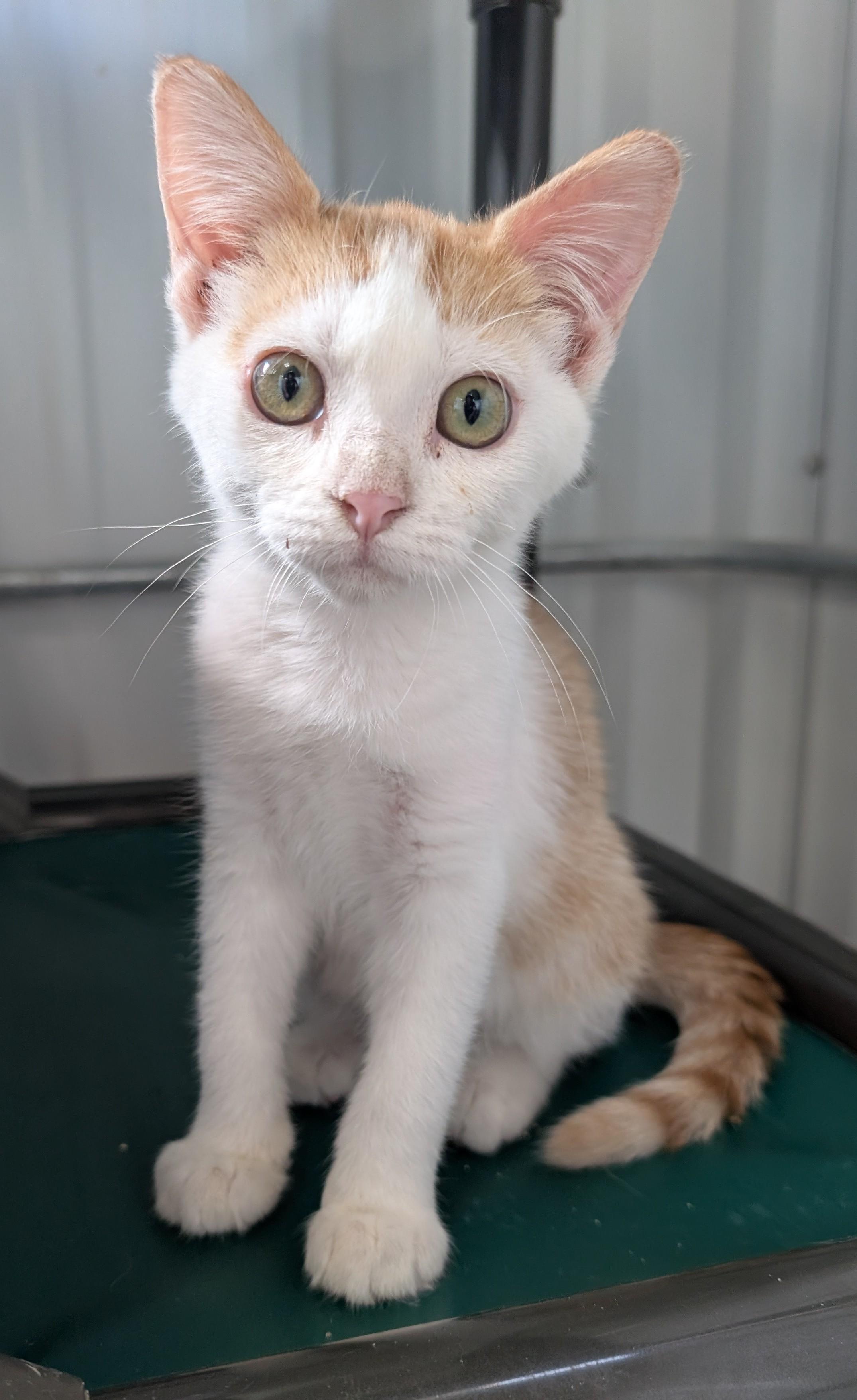 Enlarge Lainey, an adoptable Domestic Short Hair in New Ulm, MN image 1/1