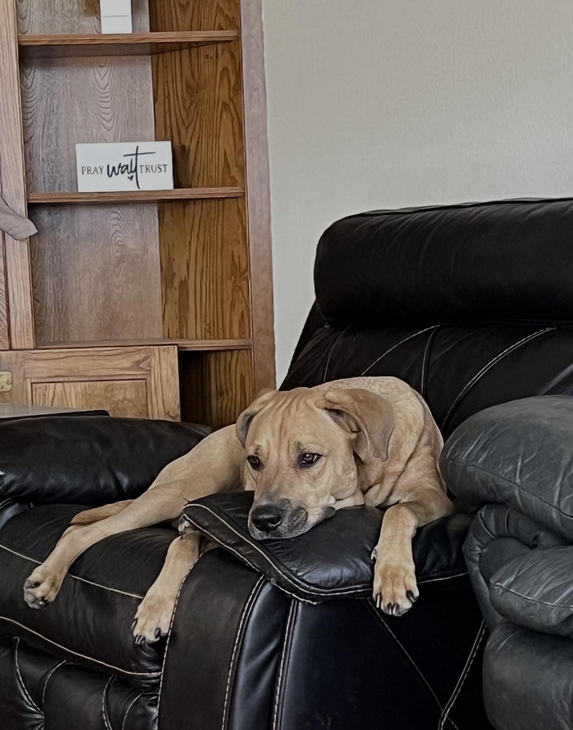Enlarge Whiskey, a Adoptable mixed breed in Allen, TX image 4/6