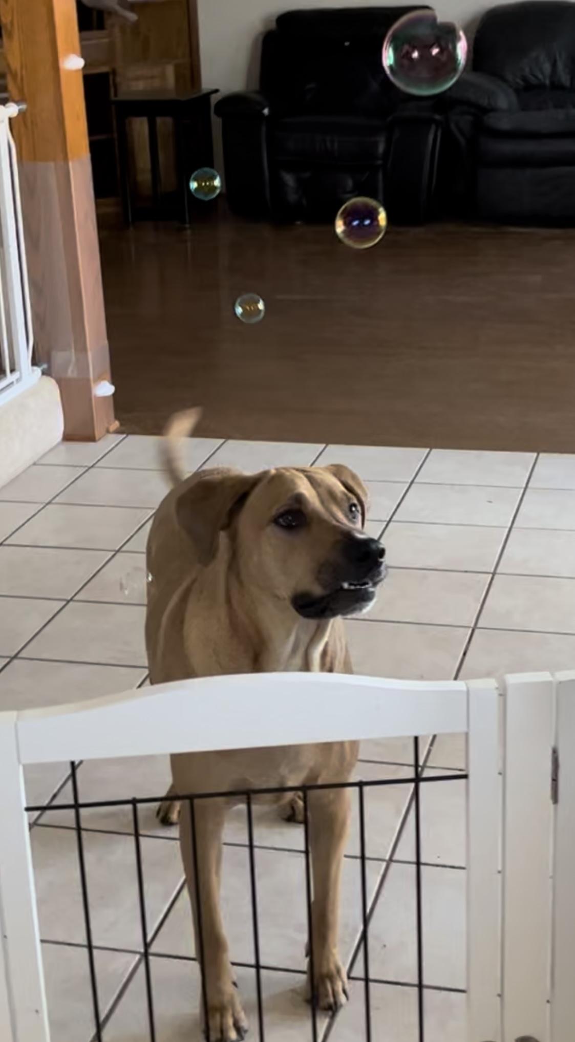 Enlarge Whiskey, a Adoptable mixed breed in Allen, TX image 3/6