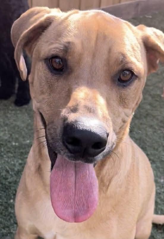 Enlarge Whiskey, a Adoptable mixed breed in Allen, TX image 1/6