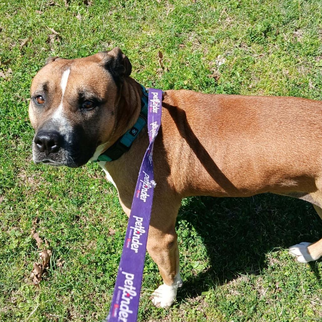 Enlarge Nala II, a Adoptable mixed breed in Wadena, MN image 2/6