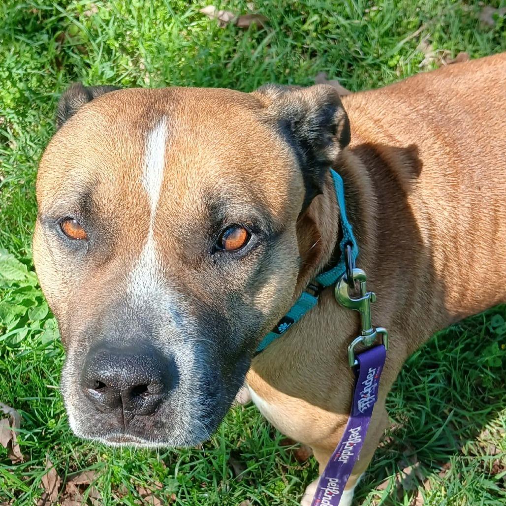 Enlarge Nala II, a Adoptable mixed breed in Wadena, MN image 4/6